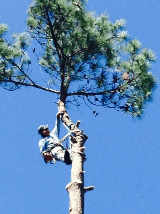 Tree Trimming Service Augusta GA Bill Harley Company